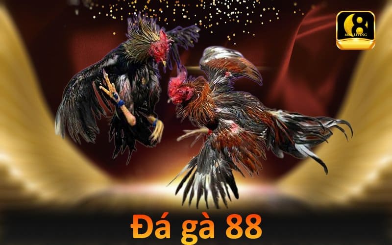 Đá gà 88 - Tận hưởng trận đá gà chuyên nghiệp kịch tính 1 Đá gà 88